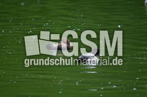 Bergente (4 von 12).jpg